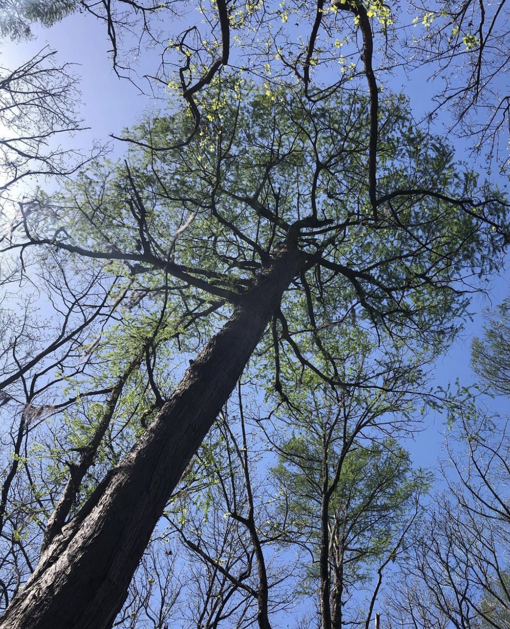 The Power of Tree, and web “tree” dot 0h!